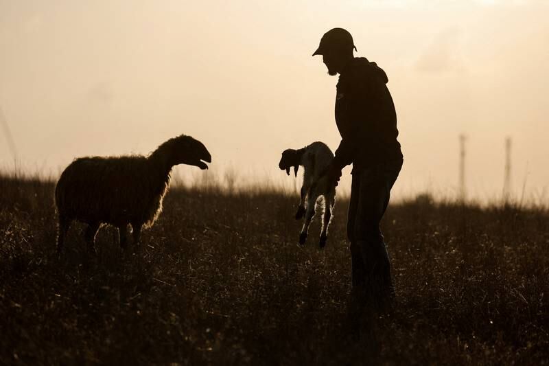Mhamad, an Israeli Bedouin shepherd, presents a newborn lamb to its mother, minutes after it was born near Ruchama, in southern Israel's Negev desert. Reuters