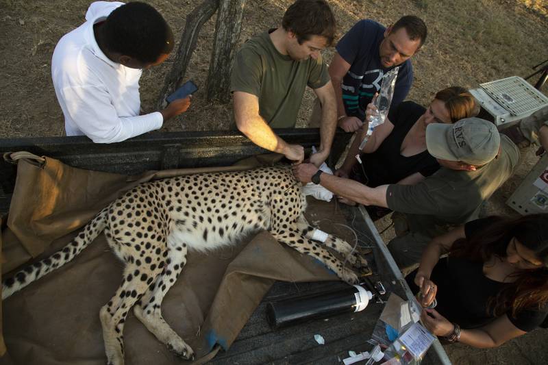 A tracking device is fitted onto a cheetah's neck by manager of the Cheetah Metapopulation Initiative, Vincent van Der Merwe, second from left, at a reserve near Bella Bella, South Africa.