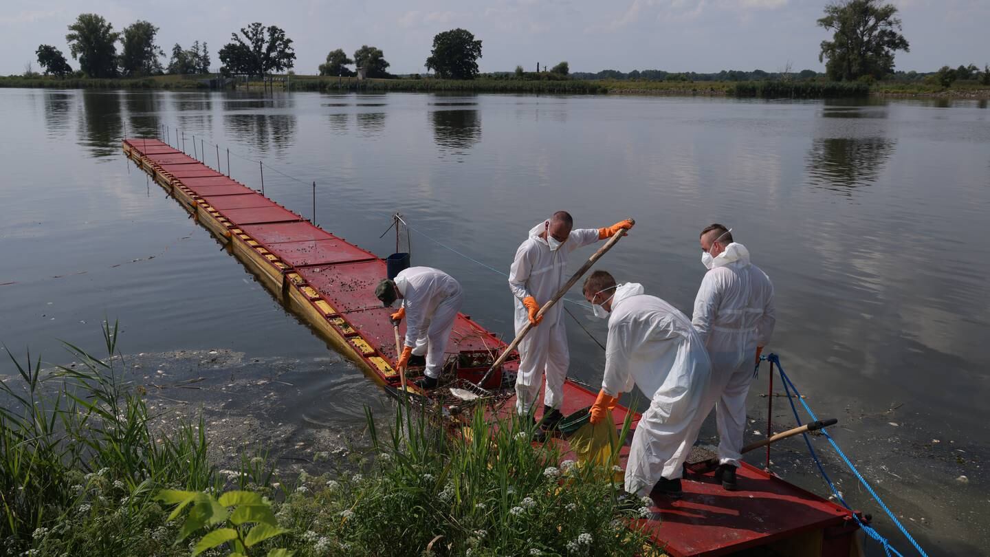 Polska atakuje niemieckie „fałszywe wiadomości” o tajemniczych rybach zabijanych w rzece