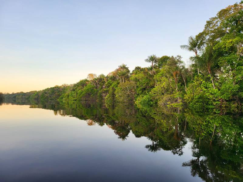The Amazon rainforest fringing the Rio Negro. Photo: Emma Pearson