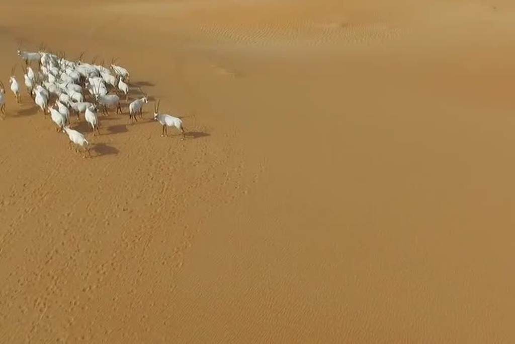 New survey shows Arabian oryx numbers up in the UAE