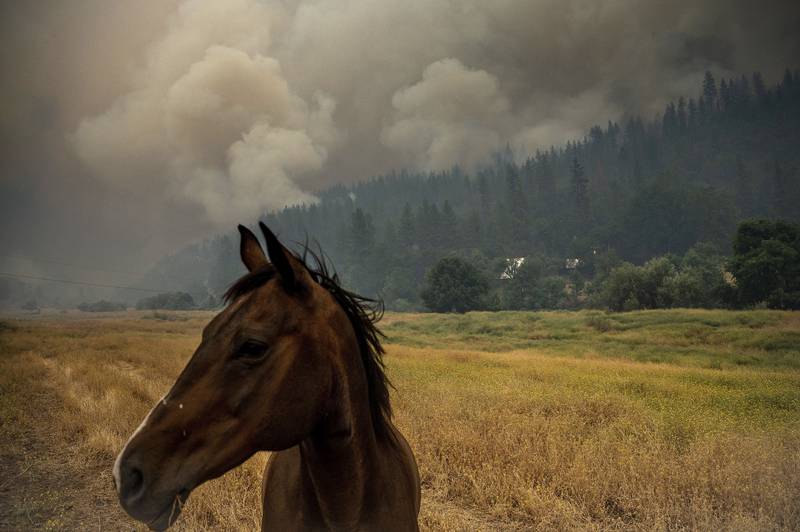 A horse grazes in a pasture as the McKinney Fire burns in Klamath National Forest, California. AP Photo