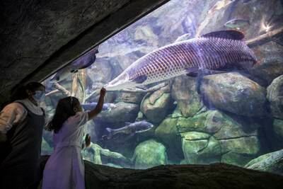 The aquarium is home to 46,000 creatures, representing 300 species.