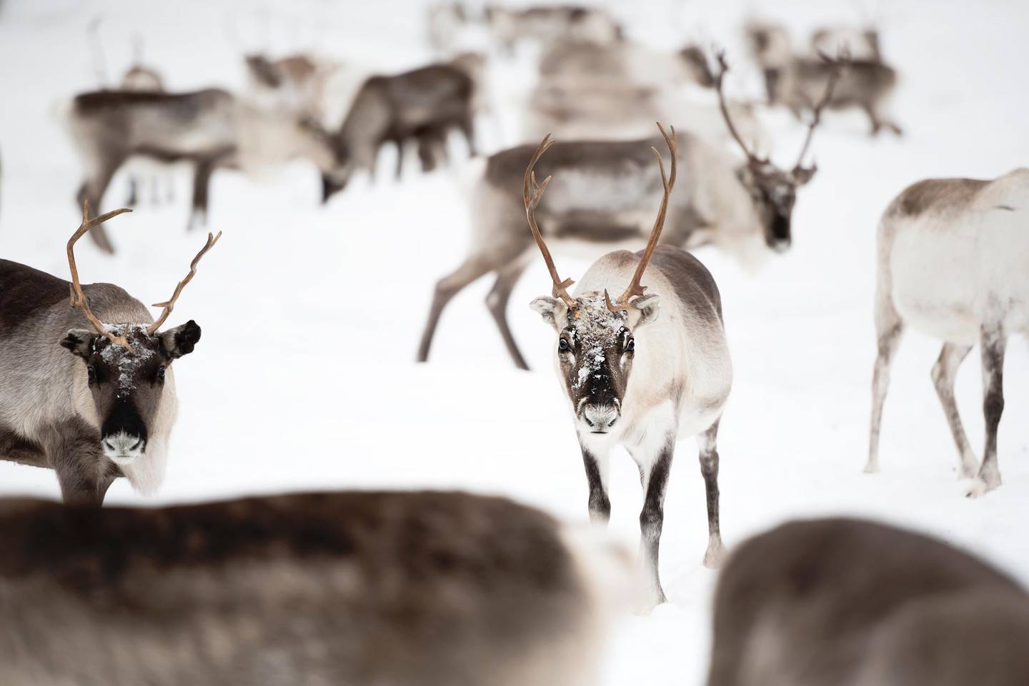 Herd of Reindeer, Inari, Lapland, Finland. Getty Images