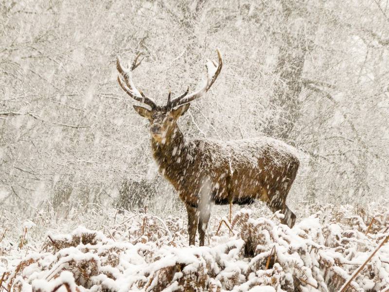 The Snow Stag. Joshua Cox / Wildlife Photographer of the Year 