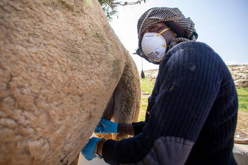Abdullah from Sudan wears a face protective mask and protective gloves as he milks a camel in Amman. EPA