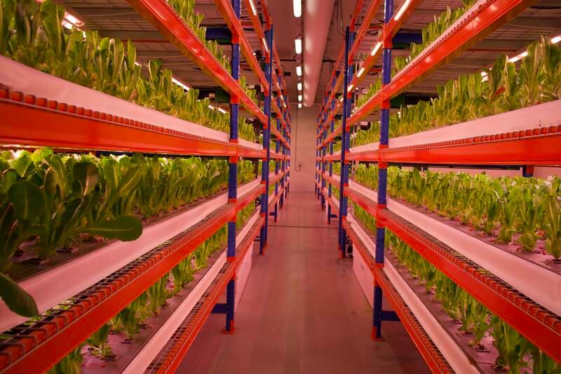 Greens on multi-tier growing racks at the world's biggest vertical farm in Dubai. Photo: Emirates