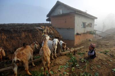 In a picture taken on February 9, 2012, Chandra Bahadur Dangi, a 72-year-old Nepali who claims to be the world's shortest man at 56 centimetres (22 inches) in height, looks at goats at his home village in Reemkholi village, Dang district, some 540 kilometres southwest of Kathmandu. Pilloried by neighbours, laughed at in freakshows and spurned by the women he admired from afar, Chandra Bahadur Dangi has always seen his tiny stature as a curse. But the 72-year-old Nepali, who claims to stand at just 56 centimetres (22 inches), is on the brink of life change as significant as a lottery win as experts prepare to test his claim to be the shortest man in history. AFP PHOTO/Prakash MATHEMA
 *** Local Caption ***  864215-01-08.jpg