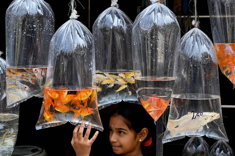 A girl looks at ornamental fish displayed at a pet shop in Chennai, eastern India. AFP
