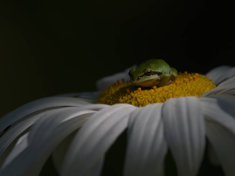 Gold medal, Behaviour — Amphibians and Reptiles: Pacific tree frog, Canada, by Shayne Kaye, Canada.