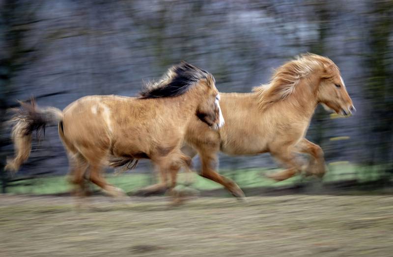 Icelandic horses run in their paddock at a stud farm in Wehrheim near Frankfurt, Germany. AP