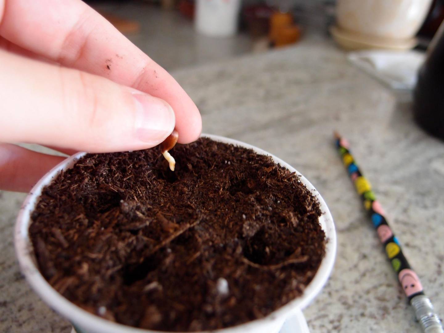 Drop seeds into holes roughly 1cm deep and 1cm apart. Courtesy Experiment Number One