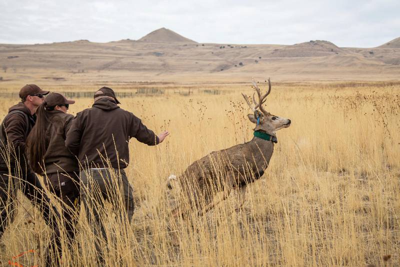 Biologists with the Utah Division of Natural Resources release a male mule deer after checking its health and affixing a GPS collar to it in Antelope Island, Utah. The deer were caught with a net gun and airlifted by helicopter to Fielding Garr Ranch.  AP