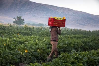 A Lebanese farm worker with a basket of courgettes. Getty