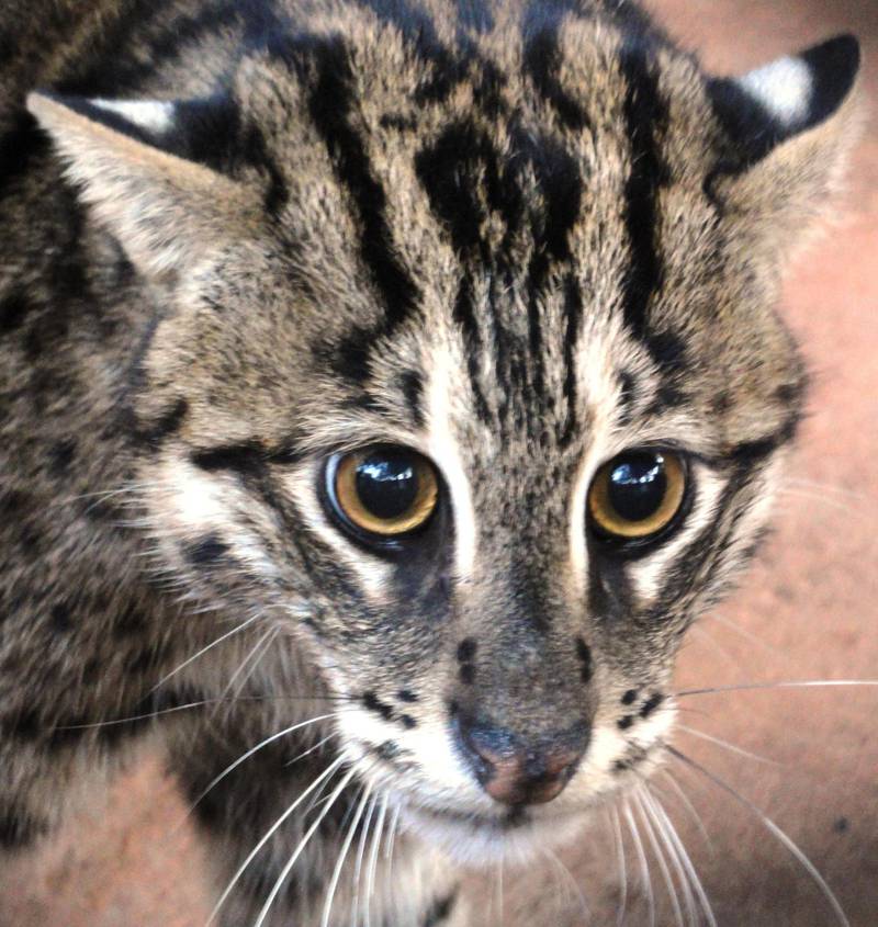 Fishing cat. Courtesy Mohamed Bin Zayed Species Conservation Fund