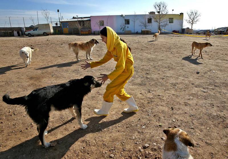 Around 30 lawmakers have signed onto a draft bill to punish dog-walkers with up to Dh11,000 in fines and 74 lashes, although a similar previous attempt failed.
