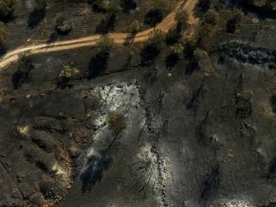 Burnt trees after a wildfire in Kouvaras, near Athens. Reuters