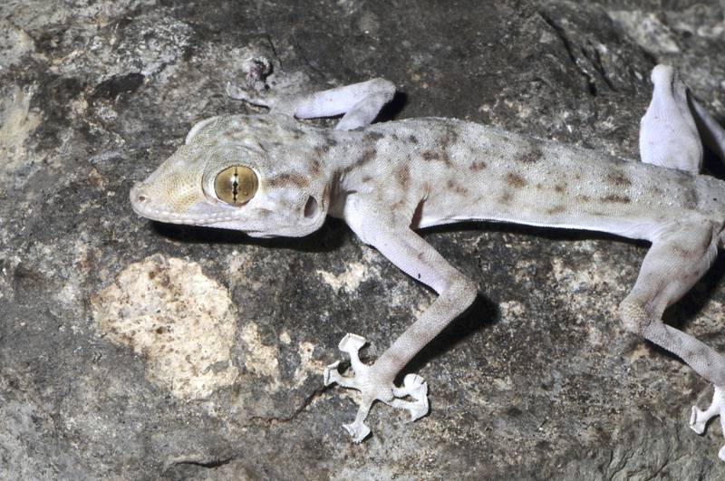 At a length of up to 98mm, Ptyodactylus ruusaljibalicus is among the largest gecko species. Salvador Carranza