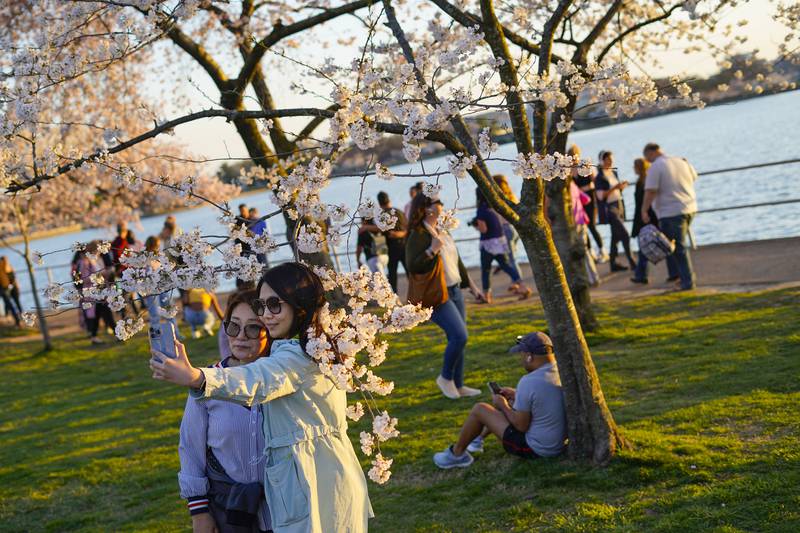 People take pictures under the cherry blossom trees in Washington. AP