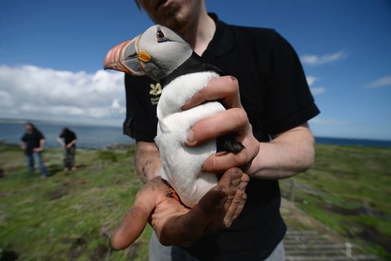 National Trust ranger Will Scott holds a puffin during a census on the Farne Islands. Getty Images