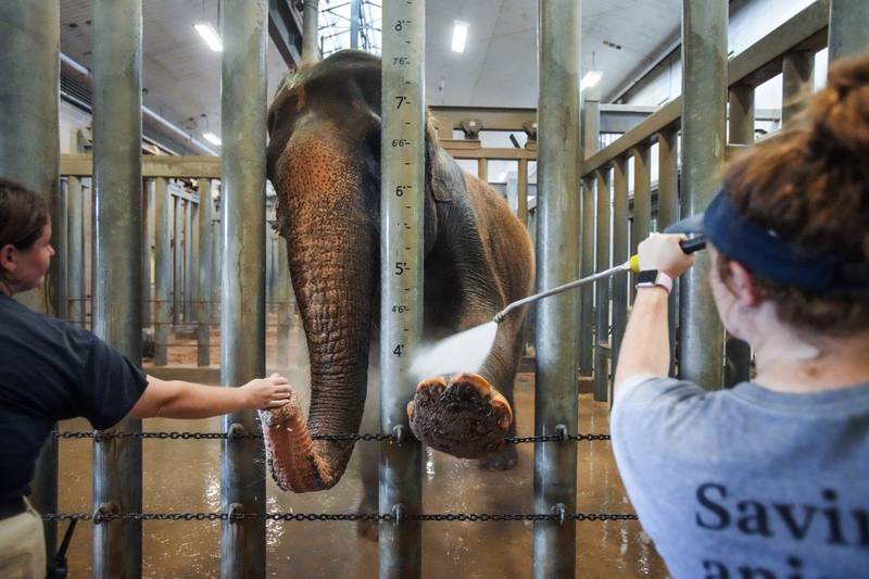 Elephant keepers give Methai her cooling bath at the Houston Zoo in Texas, USA. Houston Chronicle via AP