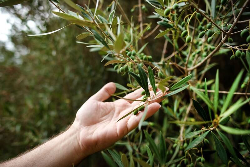 Gift an olive tree for Dh76,  Human Appeal,. Photo Kira Walker