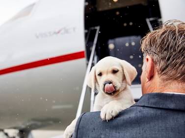 Pampered pets on private jets: from hand-holding otters to a fuselage of falcons