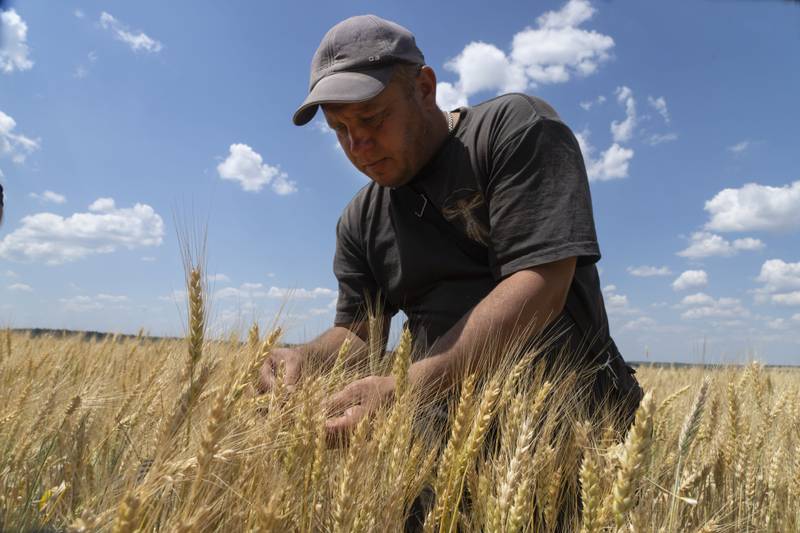 A farmer checks his wheat crop in Donetsk, Ukraine. AP