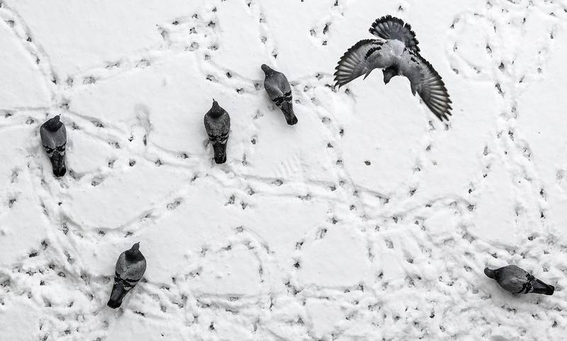 Pigeons leave prints on a snow-covered balcony after heavy snowfall in Pristina, Kosovo. AFP