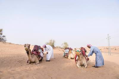 DUBAI, UNITED ARAB EMIRATES, JULY 21, 2015. Meer Hamza, left, and Mohammed Bilal, check if everything is secure on the camels before their rides at Platinum Heritage Tours' site in the Dubai Desert Conservation Reserve.
Photographer: Reem Mohammed / The National (Reporter: Melanie Swan / Section: NA) *** Local Caption ***  RM_20150721_PLATINUM_006.JPG