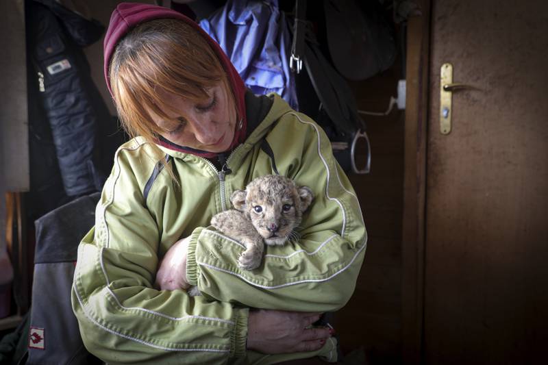 Ms Lutsenko holds a newborn lion cub. AP