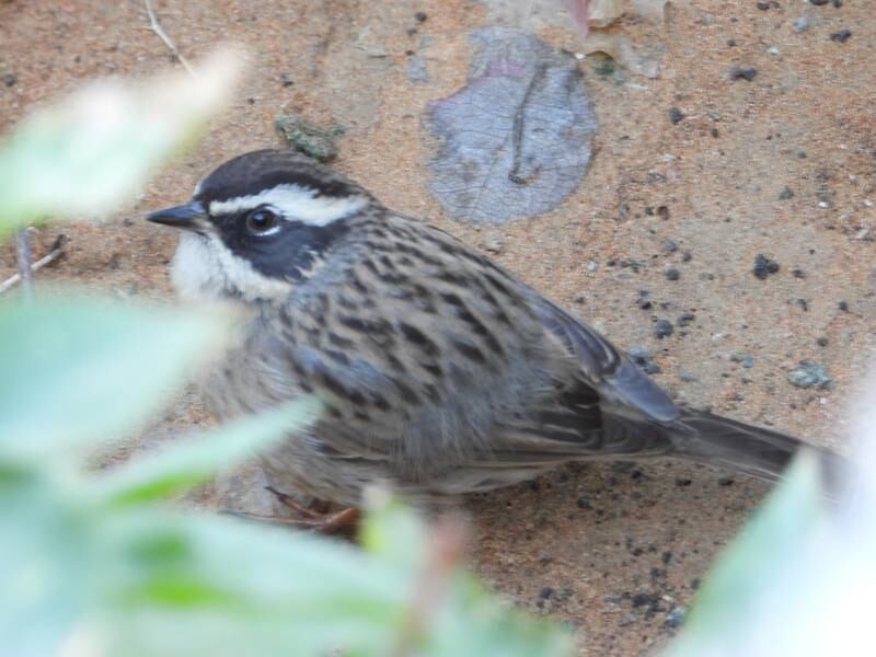 This in only the second time Radde's accentor has been recorded in the UAE. The previous occasion was in 2012.