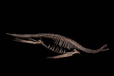 A mounted Plesiosaur skeleton. Photo: Sotheby's