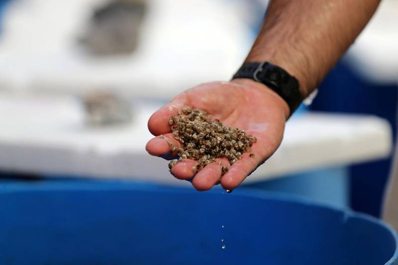 Fujairah, United Arab Emirates - Reporter: Kelly Clark. News. The nursery at the land processing area. Visit to the Dibba Bay Oysters farm in Fujairah. Dibba, Fujairah. Wednesday, January 13th, 2021. Chris Whiteoak / The National