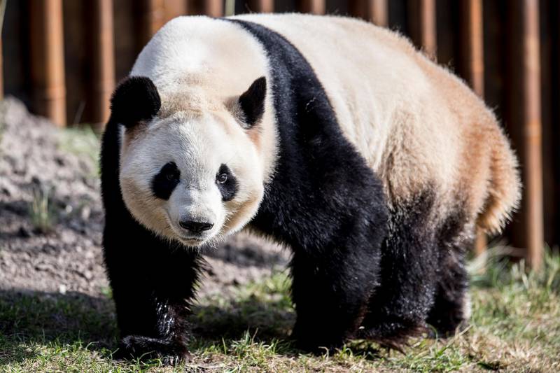 The panda Mao Sun at the new enclosure in Copenhagen Zoo. AP Photo