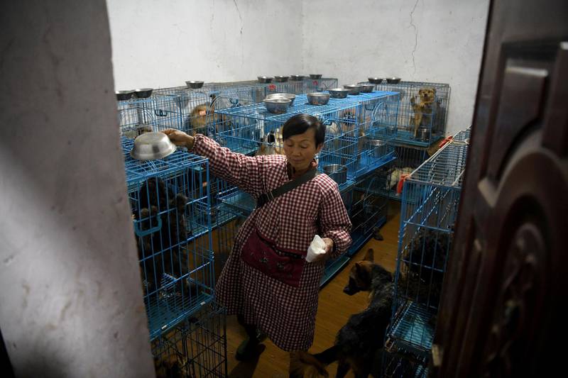 This photo taken on November 29, 2020 shows Wen Junhong walking inside a room full of cages containing rescued dogs at her home shared with rescued animals in Chongqing, southwestern China. 
 Twenty years ago, Wen Junhong saved an abandoned dog from the streets of Chongqing in southwestern China. She now shares her home with more than 1,300 of them, and they keep on coming.
 - TO GO WITH AFP STORY CHINA-ANIMAL-RESCUE,FOCUS BY HELEN ROXBURGH AND QIAN YE
 / AFP / NOEL CELIS / TO GO WITH AFP STORY CHINA-ANIMAL-RESCUE,FOCUS BY HELEN ROXBURGH AND QIAN YE
