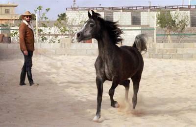 Some Arabian horse bloodlines go back hundreds of years. AFP