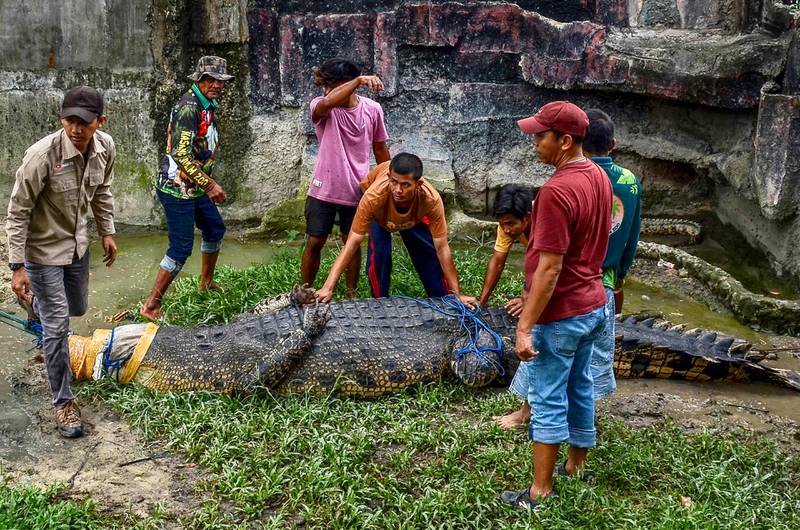 A 500kg crocodile is moved at Kasang Kulim Zoo in Kampar, Malaysia, after being caught by nearby villagers. AFP