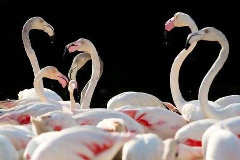 The flamingo colony at the Ras Al Khor Wildlife Sanctuary is fed twice a day - at 9am and 4pm - with specially produced pellets.