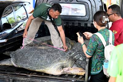 A large green turtle is measured in Denpasar, on Bali, Indonesia, after a smuggling operation was thwarted. AFP