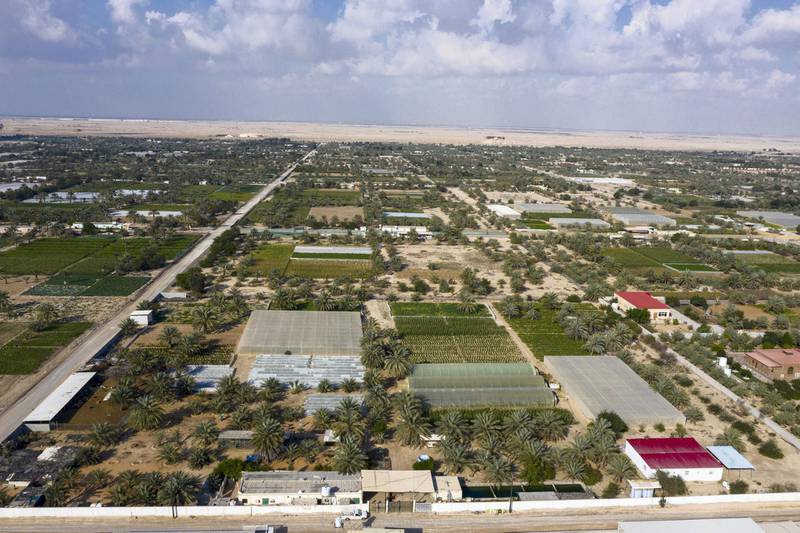 AL BAHIYA, ABU DHABI, UNITED ARAB EMIRATES - July 4, 2020: A general view of Local Model Farms, in Al Bahiya.

( Mohamed Al Hammadi / Ministry of Presidential Affairs )
---