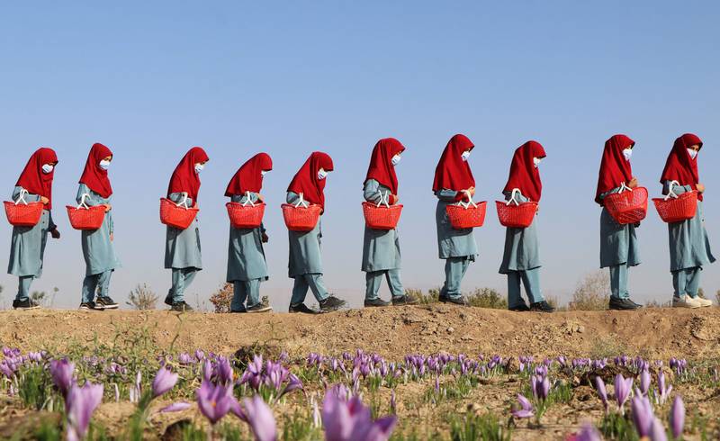 Afghan women carry baskets of saffron flowers in a field on the outskirts of Herat province on October 31, 2022.  (Photo by Mohsen KARIMI  /  AFP)