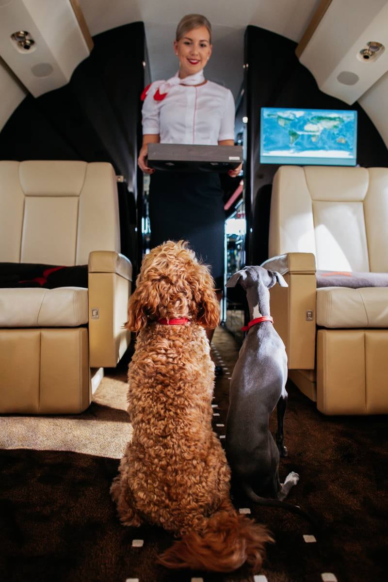 Cabin hostesses have been specially trained to provide pet first-aid and read animal body language.
