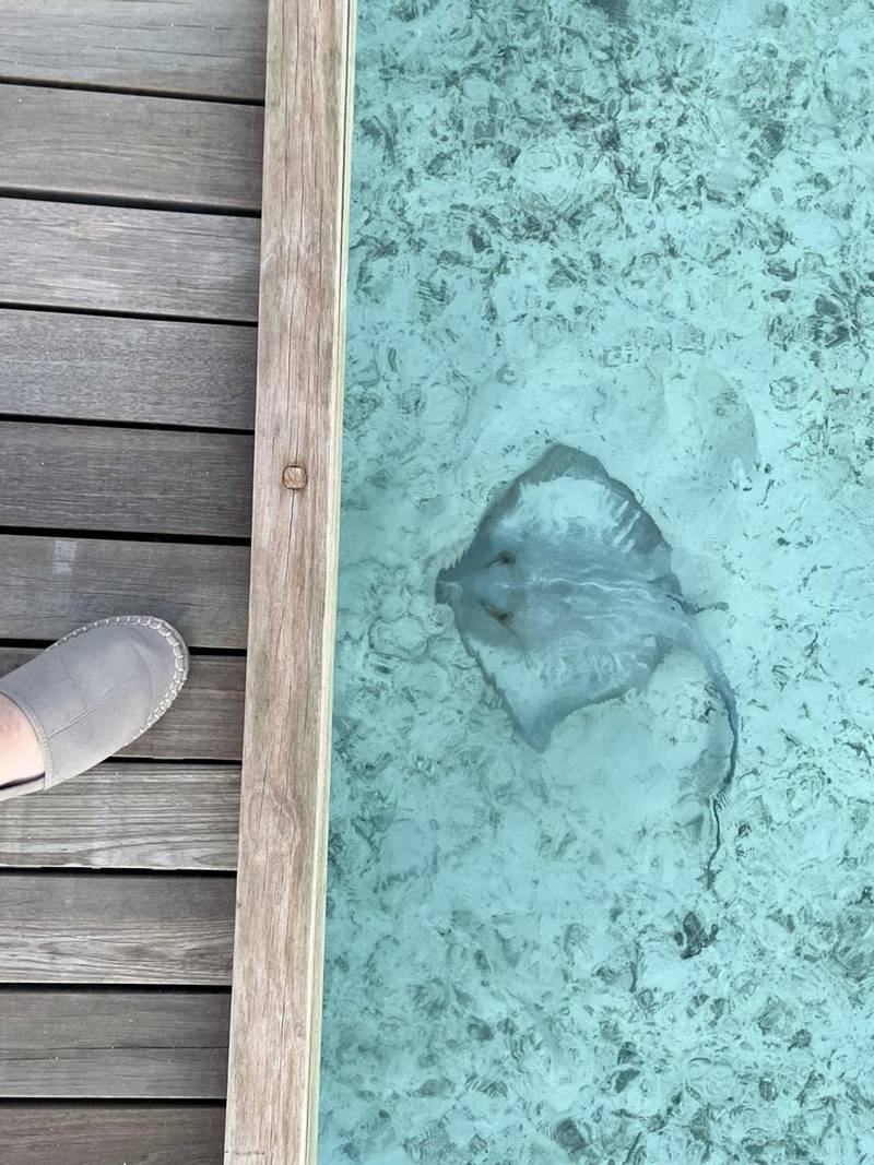 Guests don't need to venture far to spot marine life at Anantara Veli Maldives Resort. Hayley Skirka / The National