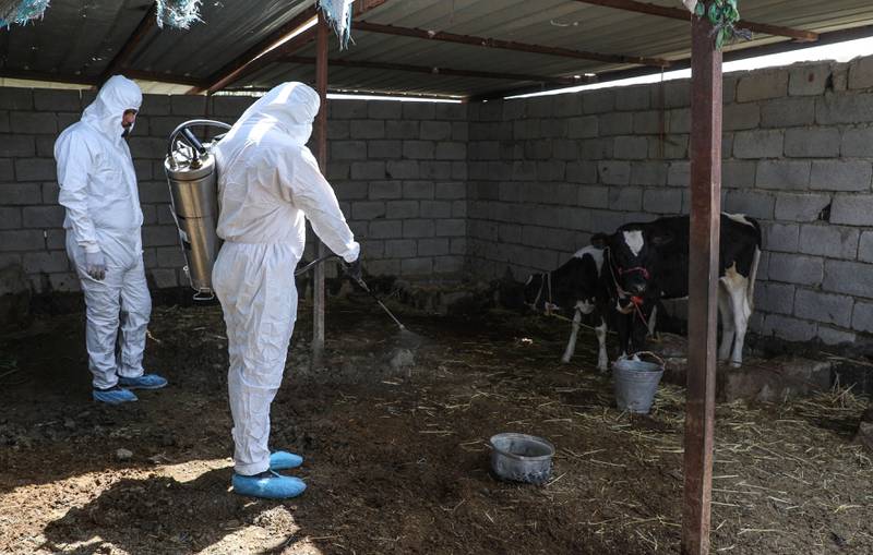 Workers from the health department disinfect calves at a small farm near a house in the village of Al Bojari in Iraq's southern Dhi Qar province, where a woman was infected with the tick-borne Crimean-Congo haemorrhagic virus (CCHF), on May 25, 2022. AFP