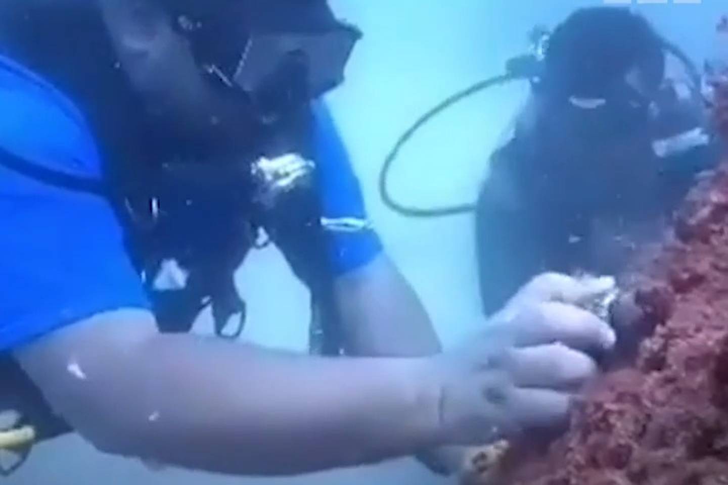 Divers replant coral reefs in Fujairah's waters to protect sea life