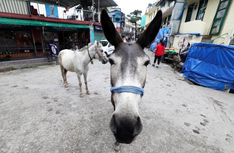 A donkey is seen on the nearly deserted street at the McLeod Ganj, near Dharamsala, Himachal Pradesh, India. EPA