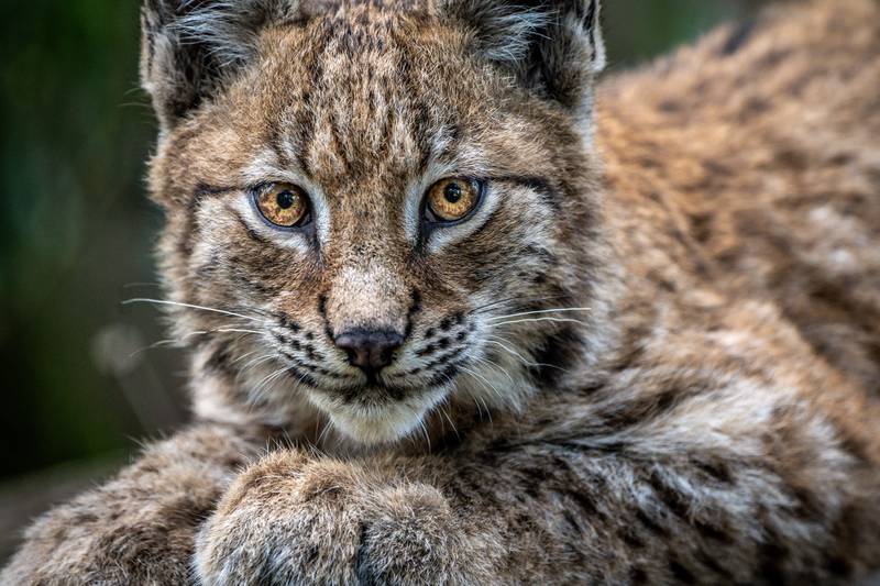 A four-month-old lynx kitten. PA