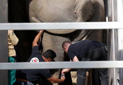 Veterinarians from the international animal welfare organization Four Paws inject medicine to an elephant named Kaavan before transporting him to a sanctuary in Cambodia.  AP