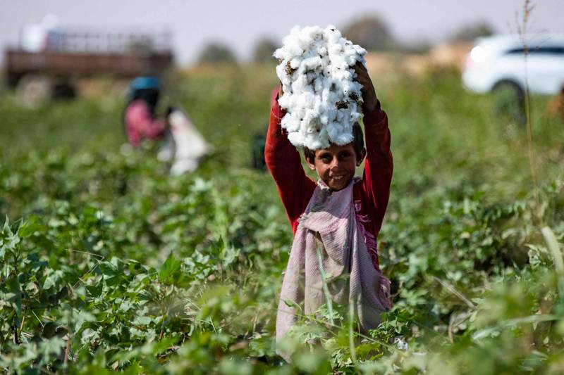 A boy holds up a handful of harvested cotton.